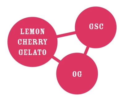 HUMBOLDT SEEDS COMPANY - DONUTZ FEM | 3 SEMI