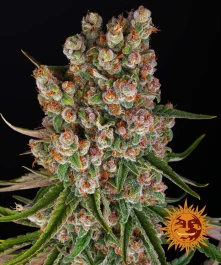 BFGMOAF10 - BARNEY'S FARM - GMO AUTO FEM | 10 SEME Disponibili fino a fine scorte