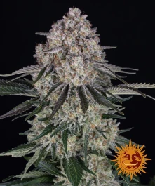 BF1003103 - BARNEY'S FARM - SOUR DIESEL AUTO FEM | 3 SEMI