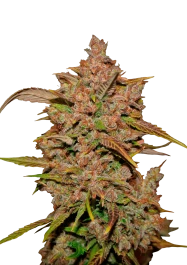 FBS05F9000 - FAST BUDS - CRYSTAL METH AUTO FEM | 5 SEMI