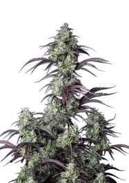 FBS05F9044 - FAST BUDS - MIMOSA CAKE AUTO FEM | 5 SEMI