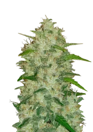 FBS03F9030 - FAST BUDS - ORIGINAL CHEMDAWG AUTO | 3 SEMi