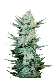 FBS05F9016 - FAST BUDS - TANGIE'MATIC AUTO | 5 SEMI