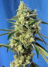 SWSAH100 - SWEET SEEDS - SWEET AMNESIA HAZE® FEM (SWS72) | 100 SEMI