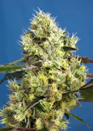 SWSGA3 - SWEET SEEDS - SWEET GELATO AUTO FEM® (SWS76) | 3+1 SEMI