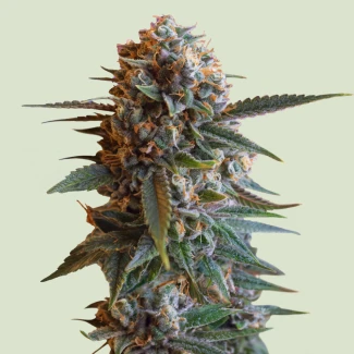 RQS_MexicanRush-Fem_plant