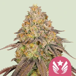 RQSFEM01044 - ROYAL QUEEN SEEDS - LEGENDARY OG PUNCH FEM (USA PREMIUM) | 1 SEME