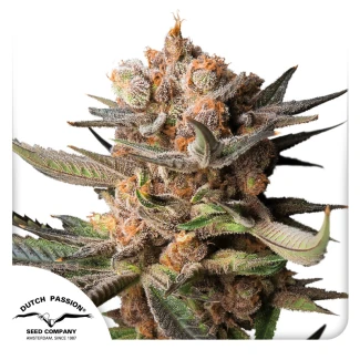 DP_Auto-Frozen-Biscotti-Dutch-Passion-Seed-company_plant