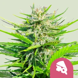 RQSFEM01015 - ROYAL QUEEN SEEDS - ROYAL CHEESE FAST FLOWERING FEM | 1 SEME