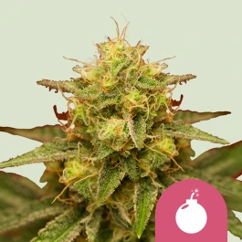 RQSFEM01035 - ROYAL QUEEN SEEDS - ROYAL DOMINA FEM | 1 SEME