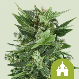 RQSAUT03004 - ROYAL QUEEN SEEDS - ROYAL KUSH AUTOMATIC FEM | 3 SEMI