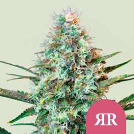 RQSFEM010053 - ROYAL QUEEN SEEDS - ROYAL RUNTZ FEM (USA PREMIUM) | 10 SEMI