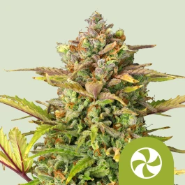 RQSAUT10054 - ROYAL QUEEN SEEDS - SWEET ZZ AUTOMATIC FEM (USA PREMIUM) | 10 SEMI