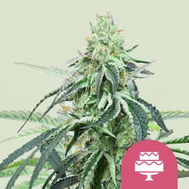RQSFEM10046 - ROYAL QUEEN SEEDS - WEDDING GELATO FEM (USA PREMIUM) | 10 SEMI