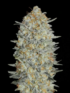 ADVS_Gelato_33_plant