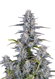 FB_super_boof_auto_plant