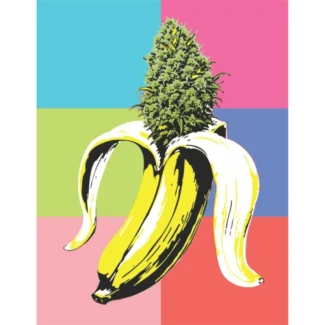 HSC_banana_og_fem_logo