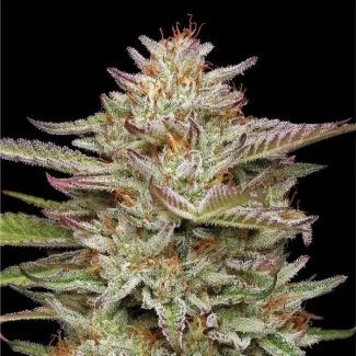 HSC_banana_og_fem_plant