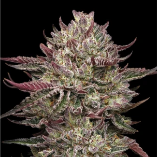 HSC_chicken_n_wafflez_plant