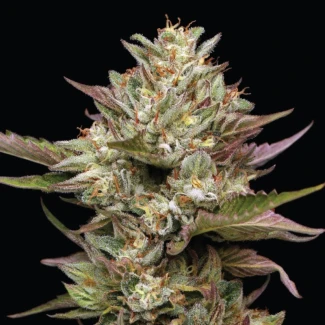 HSC_moonfog_fem_plant