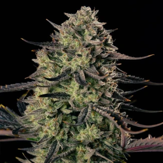 SILS_alien_gas_xxl_auto_plant
