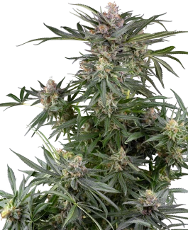 SS_dosimosa_fem_plant
