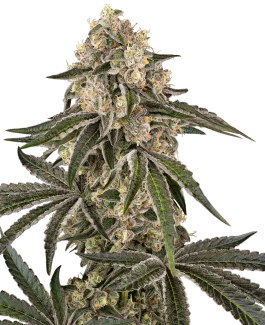 SS_sunset_peach_fem_plant