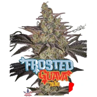 GHSC_frosted_guava_auto_plant