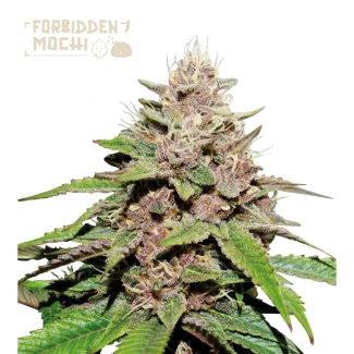 SSTK_forbidden_mochi_auto_plant