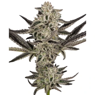 SS_purple_pickle_auto_plant