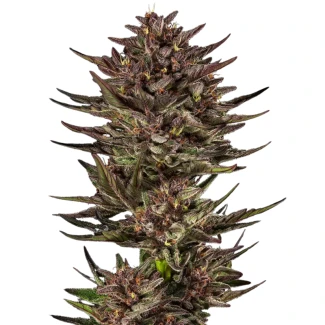 BF_frosten_zinn_x_cookie_dog_plant_logo