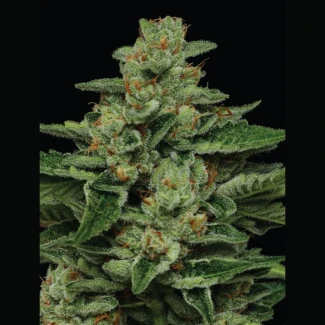 HSC_fortune_cookie_plant