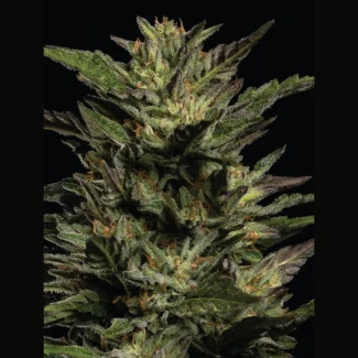 HSC_pistachio_plant_02