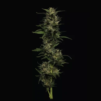 HSC_pistachio_plant_01