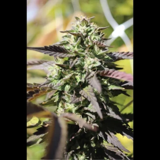 HSC_chunkadelic_auto_plant