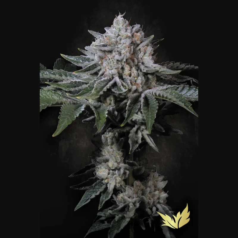 PSPF005 - PARADISE SEEDS - PEACH FROSTING FEM | 5 SEMI