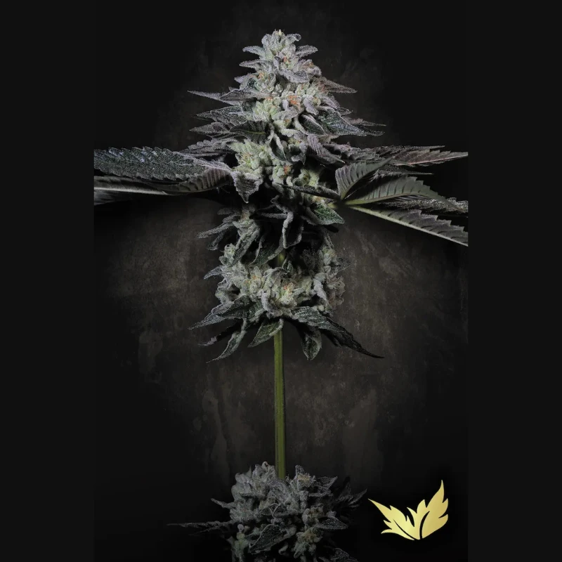 PSTC005 - PARADISE SEEDS - TROPICANA CRUSH FEM | 5 SEMI