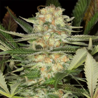 SILS_critical_mango_fem_plant_02