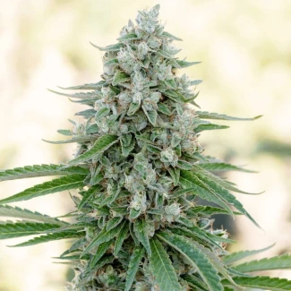 SILS_critical_mango_fem_plant_01