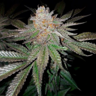 SILS_grape_juice_plant_04