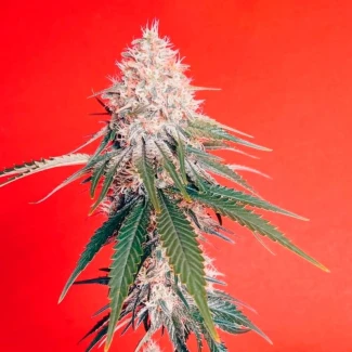 SILS_og_kush_fem_plant_02