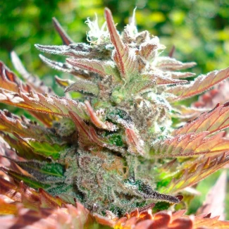 SILS_zkittlez_og_fem_plant_02