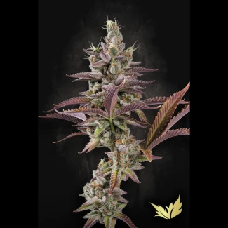 PS_apricot_candy_fem_plant