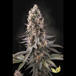 PS_el_dorado_og_fem_plant