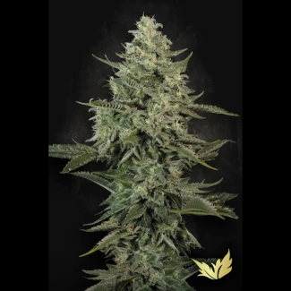 PS_mendo_creme_fem_plant