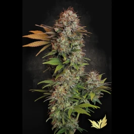 PS0503 - PARADISE SEEDS - NEBULA FEM | 3 SEMI