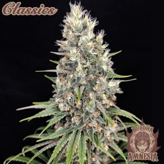 BSB_buddha_amnesia_classic_fem_plant