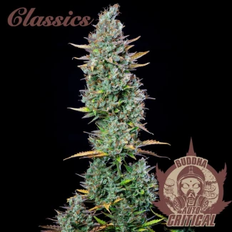 BSB_buddha_auto_critical_classic_plant