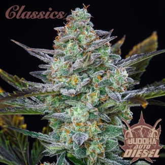 BSB_buddha_auto_diesel_classic_plant
