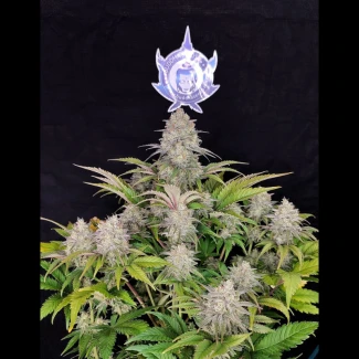 BSB_buddha_critical_classic_fem_plant